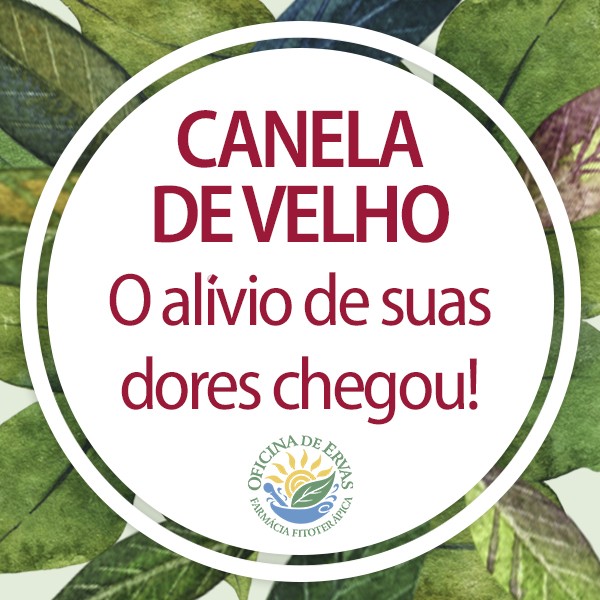 Canela de Velho: o alvio de suas dores chegou!