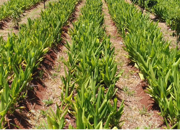 Curcuma planta