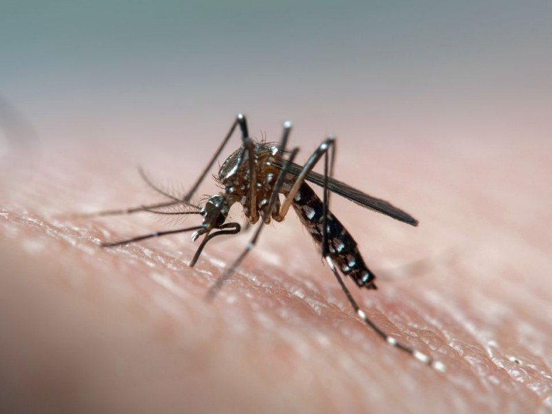 5 dicas infalíveis para combater o mosquito Aedes Aegypti