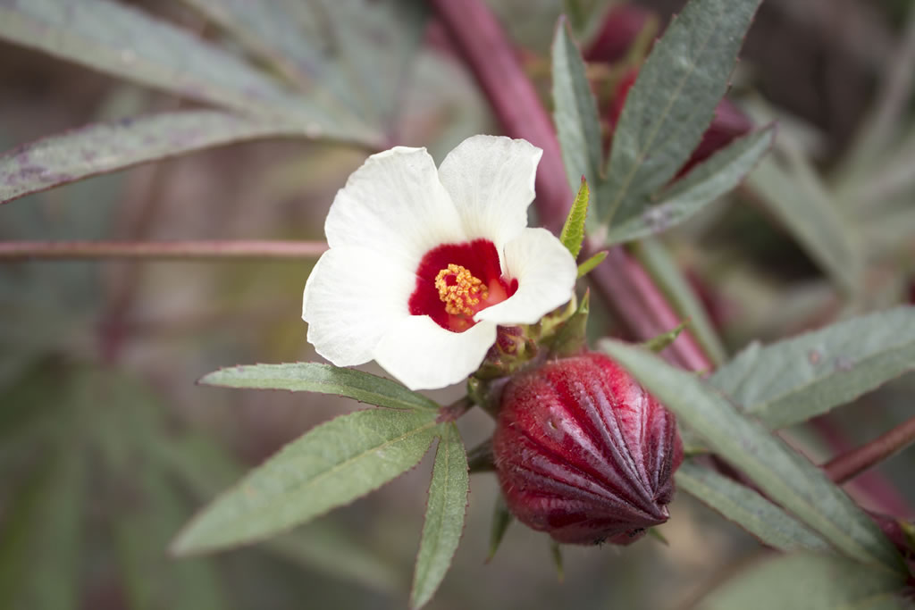 flor de hibisco