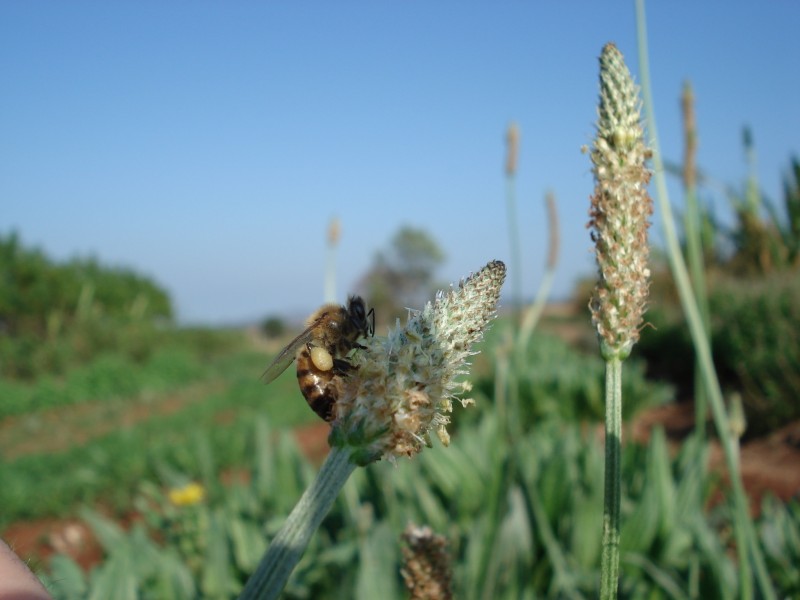 Cultivo de Ervas Medicinais do Grupo Oficina de Ervas