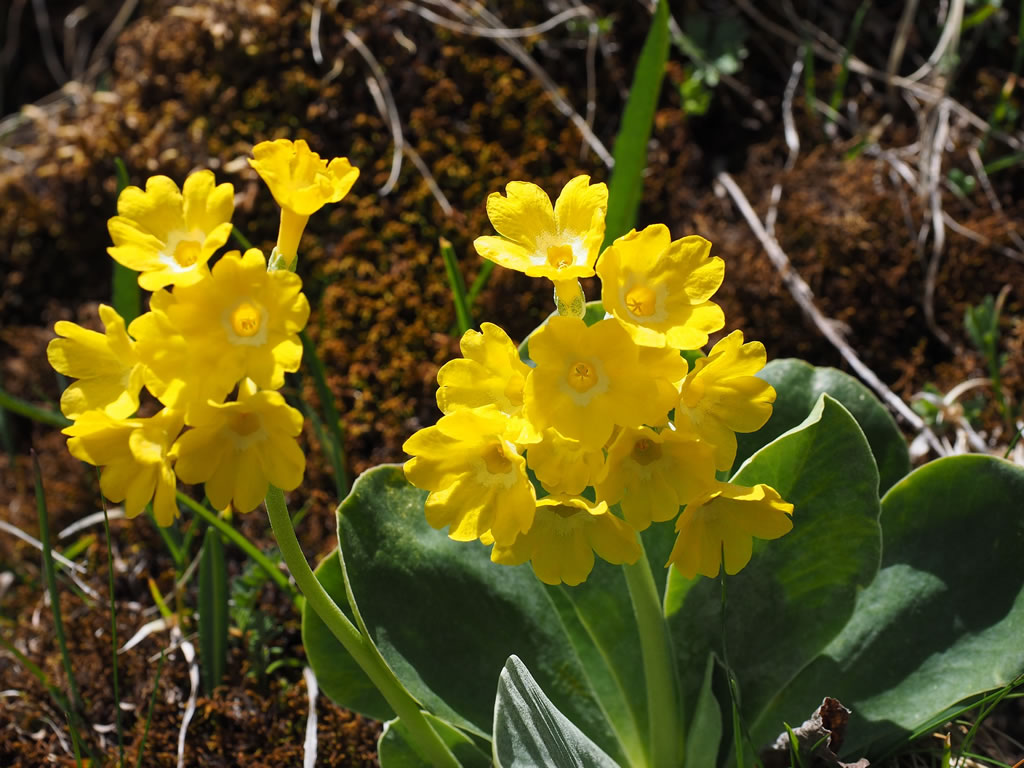 primula primula