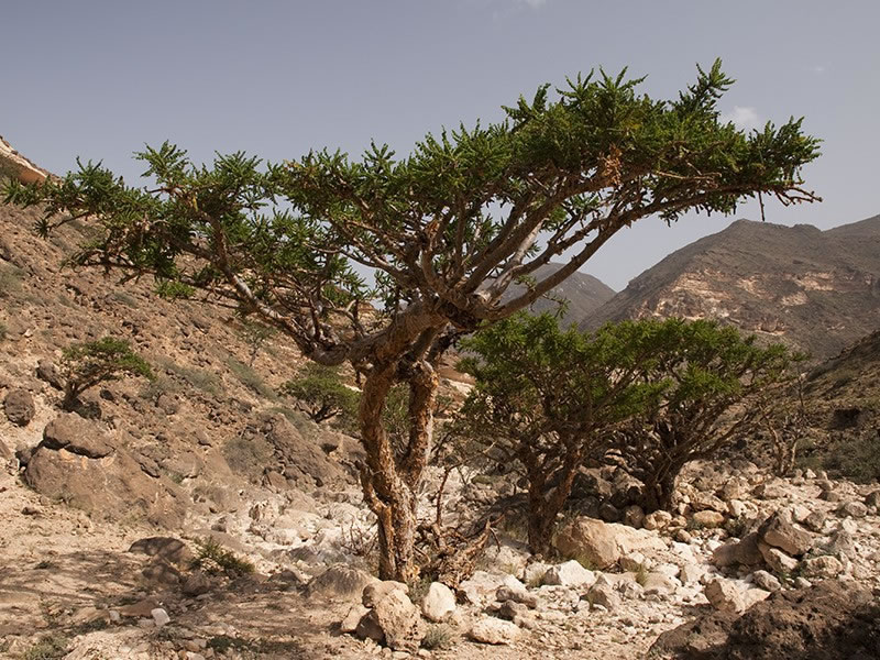 Boswellia Serrata