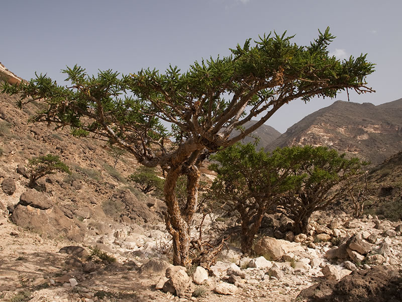 Boswellia serrata