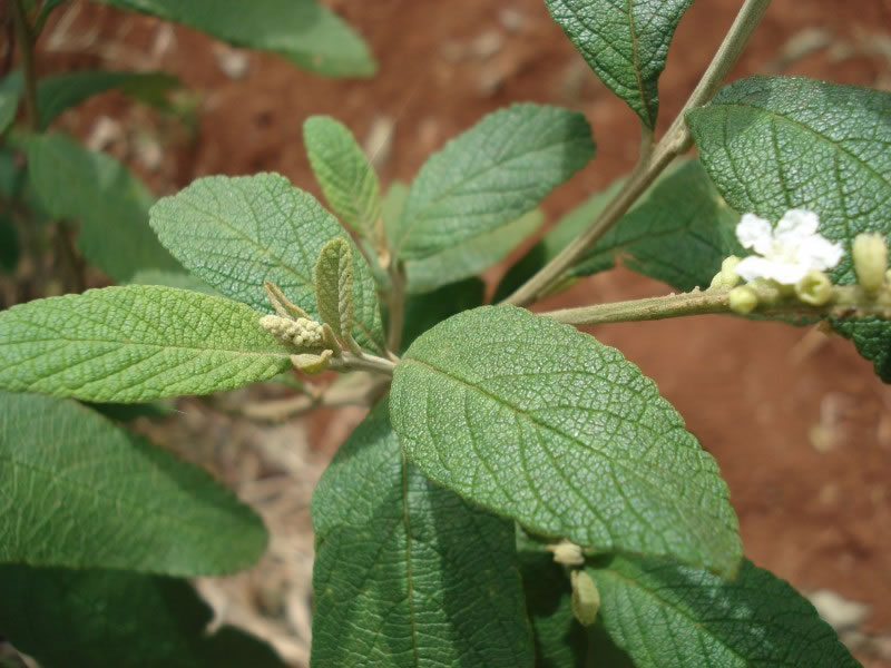 Erva Baleeira, o anti-inflamatrio natural do Brasil