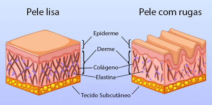 Estrutura da pele com e sem rugas