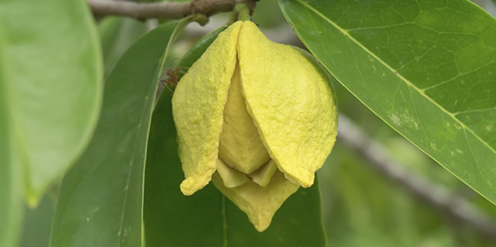 flor de graviola