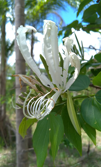 Pata de vaca flor