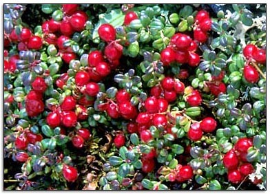Cranberry, a Fruta que protege o Sistema Urinário