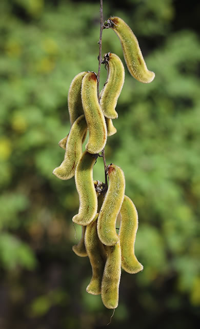 Mucuna preta vagens