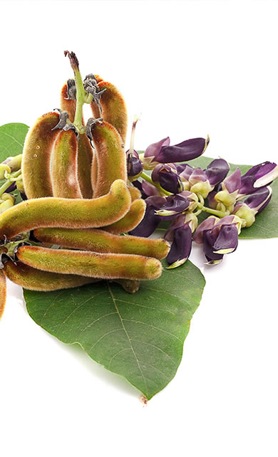 Mucuna pruriens vagens e flores