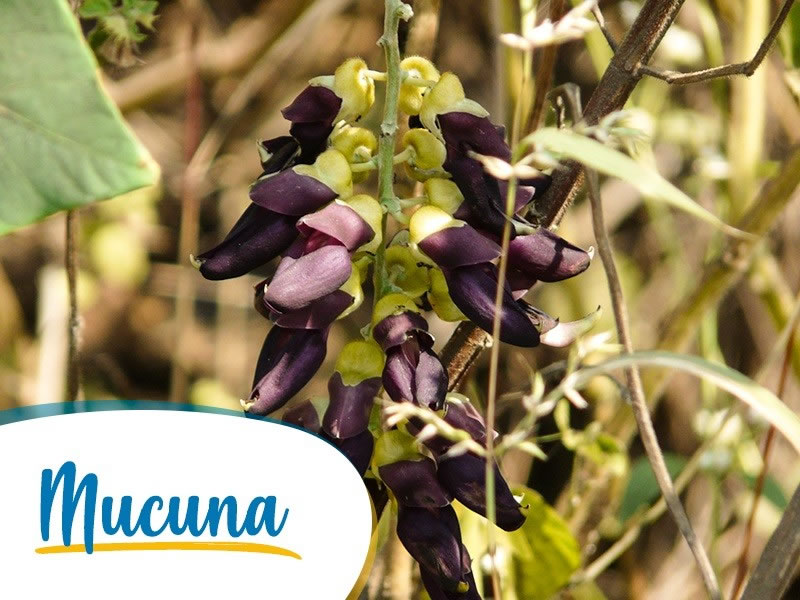 Mucuna pruriens: conhea todos os benefcios para sua sade