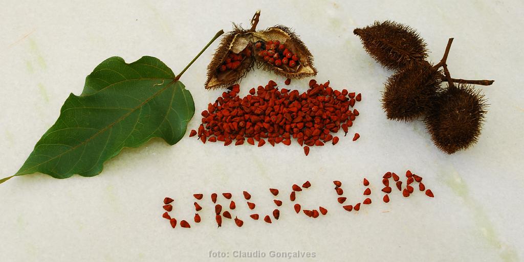 Urucum ajuda a abaixar a pressão