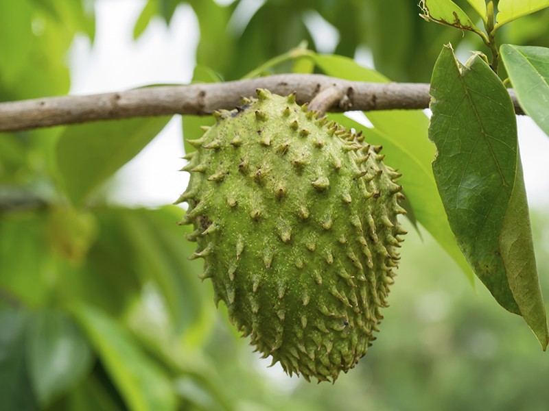 Graviola - conheça os benefícios da fruta e da árvore