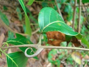 Unha de Gato - Aumente sua imunidade. Indicada para: artrose, candidíase, herpes, artrite reumatóide e lupus.