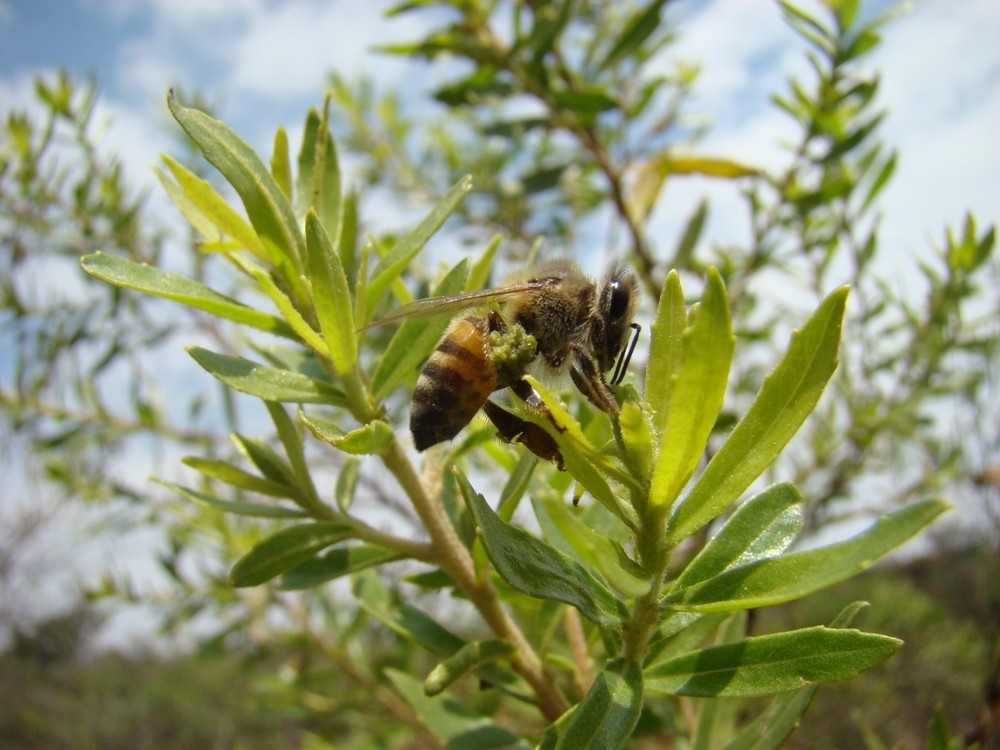 Abelha operária (Apis mellifera) coletando resina de alecrim-do-campo (Baccharis dracunculifolia) para fabricação de própolis verde. Foto: Michel Stórquio Belmiro