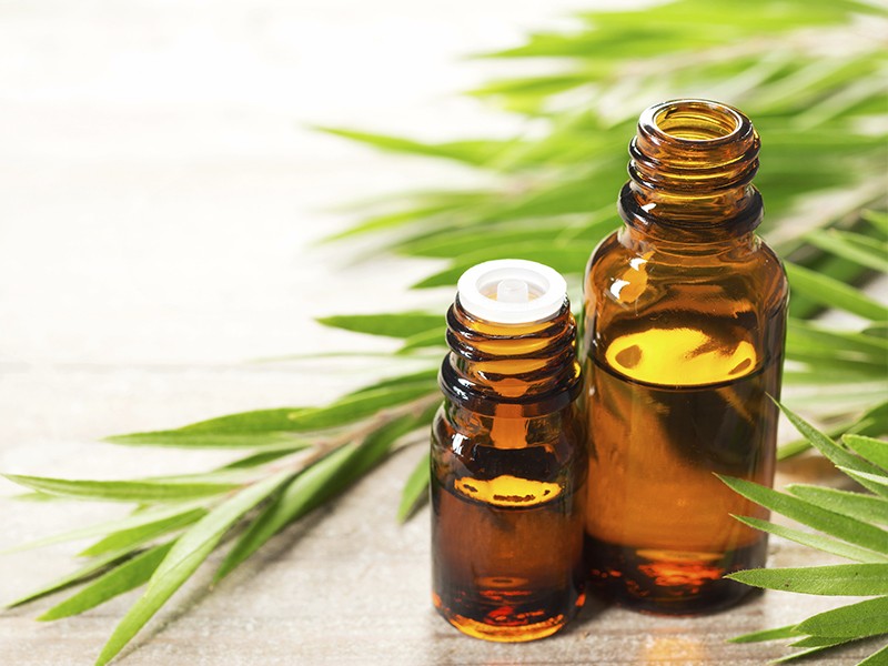 Oleo essencial de melaleuca tea tree Oleo essencial de melaleuca tea tree