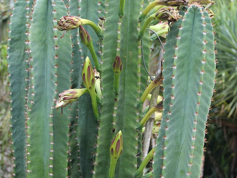 Cactus Grandiflorus