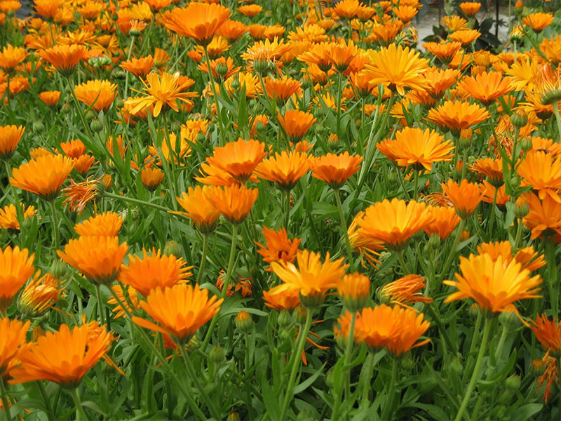 Calendula