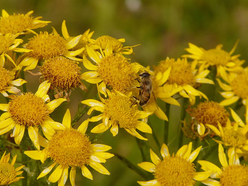 Arnica montana