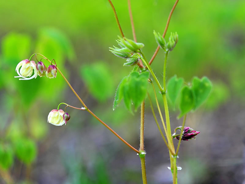 Epimedium