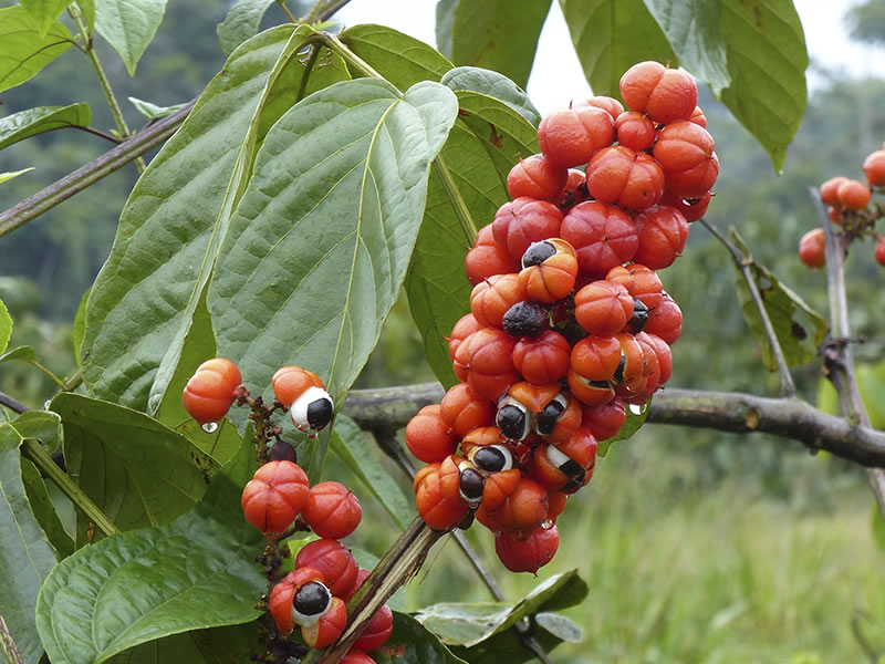 Guarana