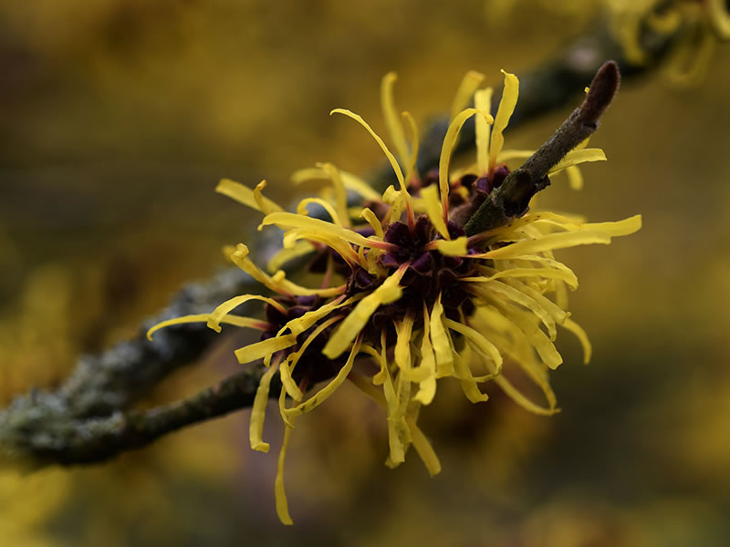 Hamamelis