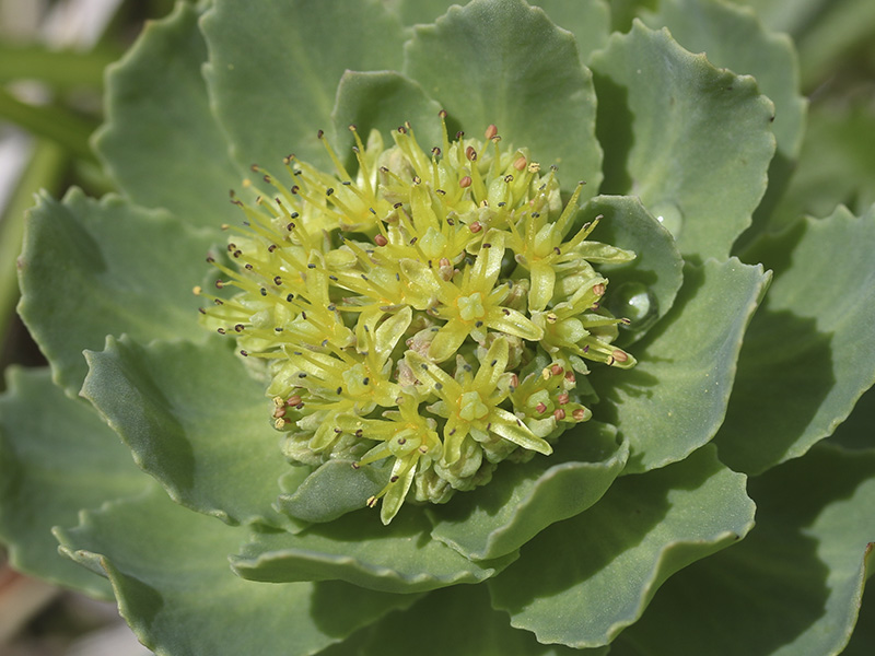 Rhodiola