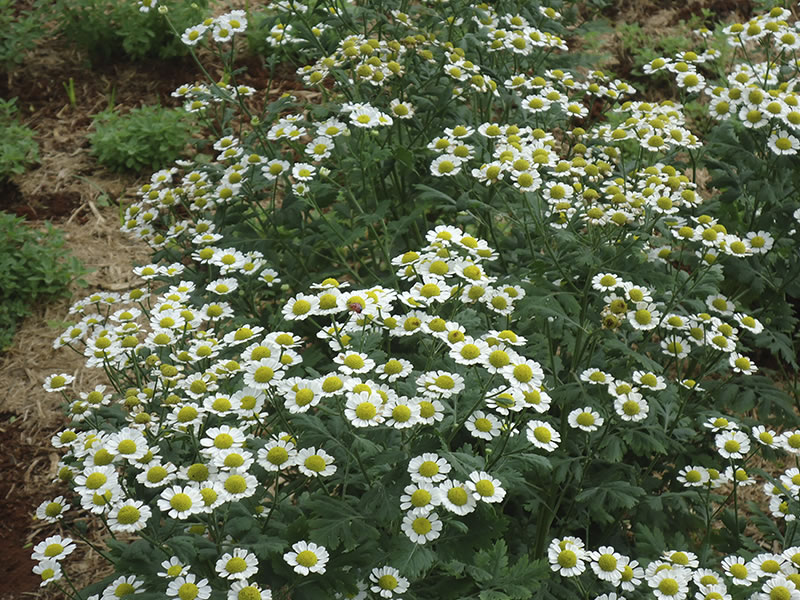 Tanacetum