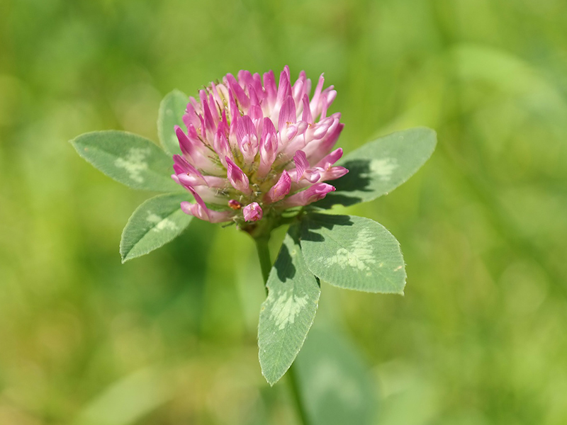 Red Clover