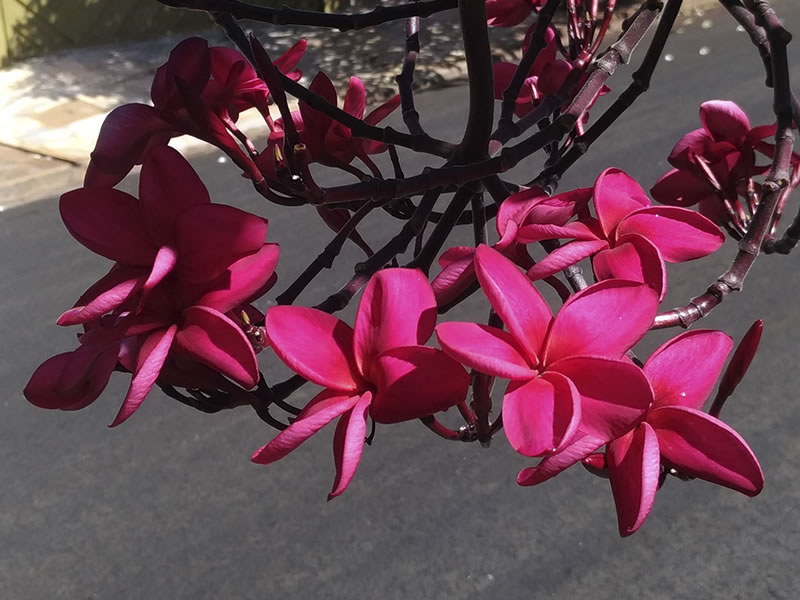 Agoniada plumeria