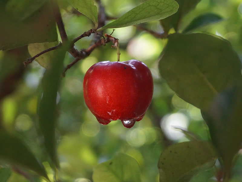 Acerola