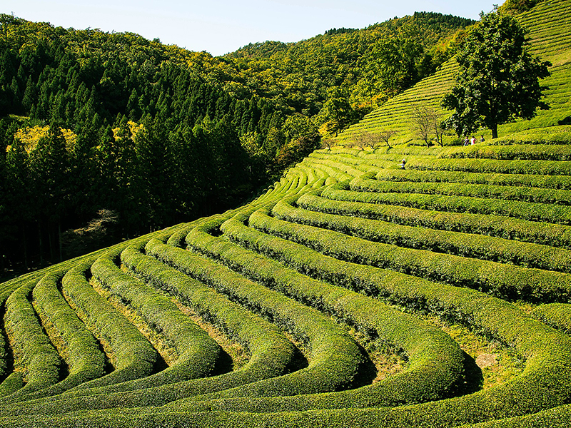 Chá verde