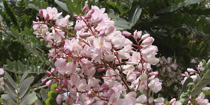 flor de sucupira