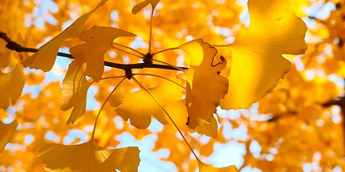 Ginkgo biloba para longevidade Ginkgo biloba para longevidade