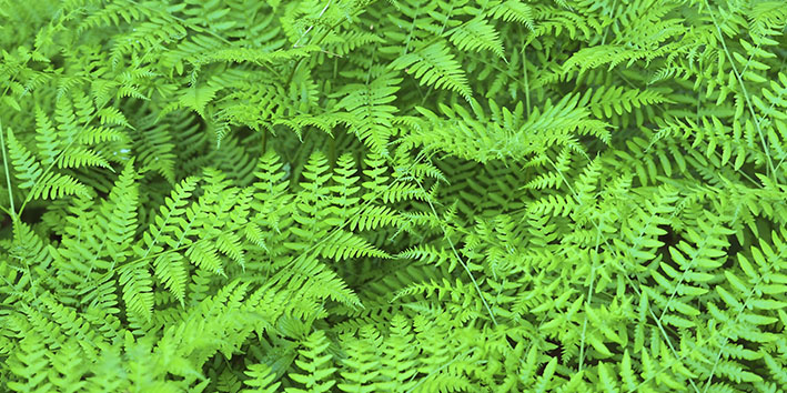 Polypodium leucotomos fotoprotetor