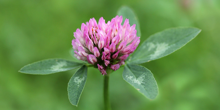 Trevo vermelho red clover