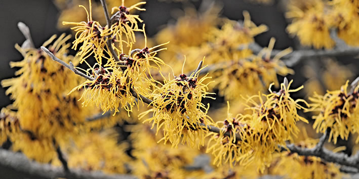 Hamamelis flor