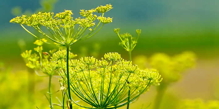 Erva doce planta flor