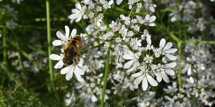 Flor de coentro