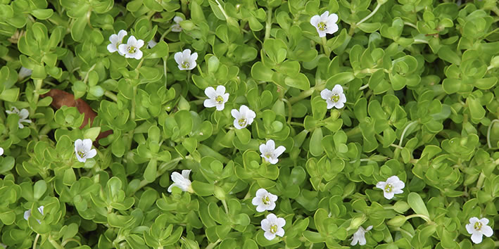 Bacopa flor