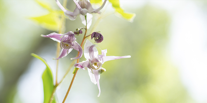 Epimedium flor