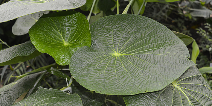 Caapeba pariparoba para que serve Caapeba pariparoba para que serve