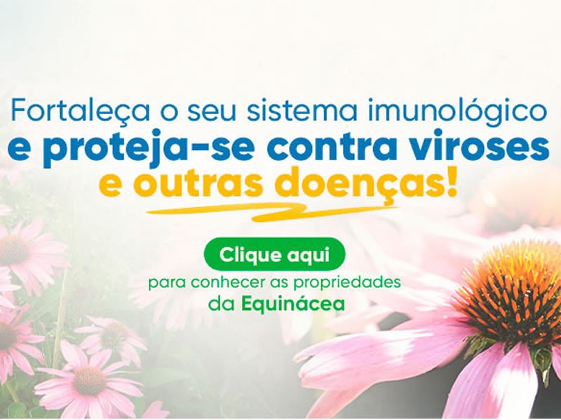 Equincea, a planta que protege contra gripes.