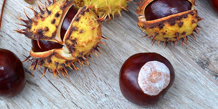 Castanha da India quanto tempo para fazer efeito Castanha da India quanto tempo para fazer efeito