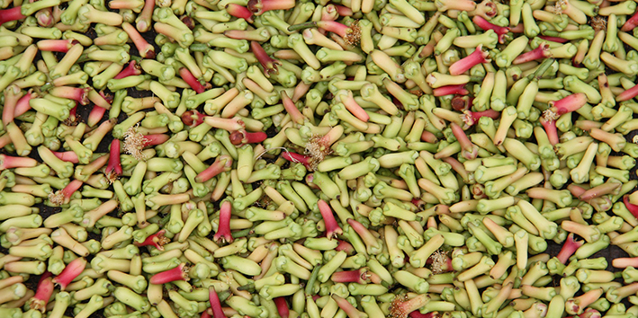 Cravo da india o que e