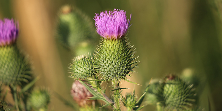 Bardana o que e Bardana o que e
