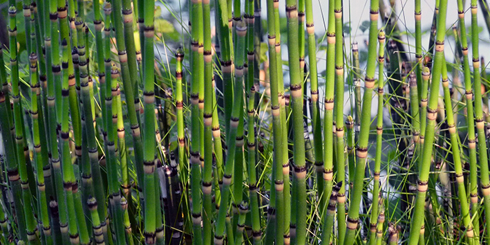 Cavalinha para o tratamento de Pr&oacute;stata Aumentada (HPB)