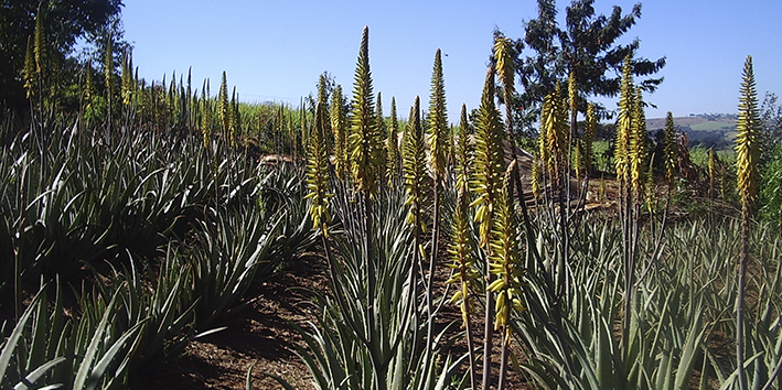 Babosa o que e plantacao Babosa o que e plantacao
