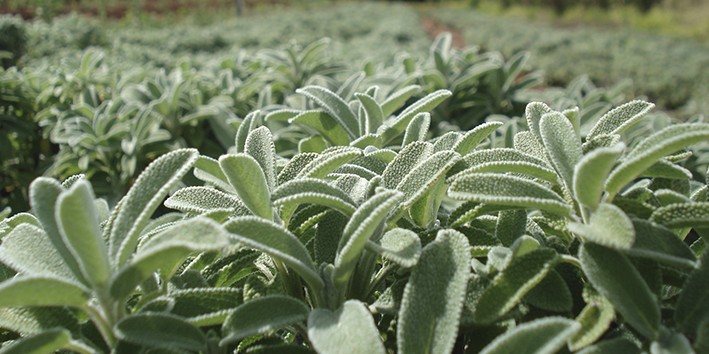 Horto Didático de Plantas Medicinais do HU/CCS